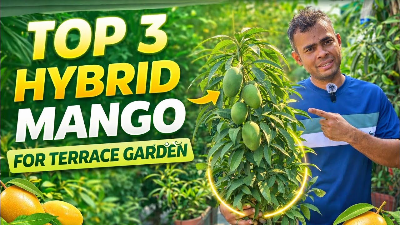 TOP 3 MOST POPULAR HYBRID MANGO | Indian Hybrid Mango 