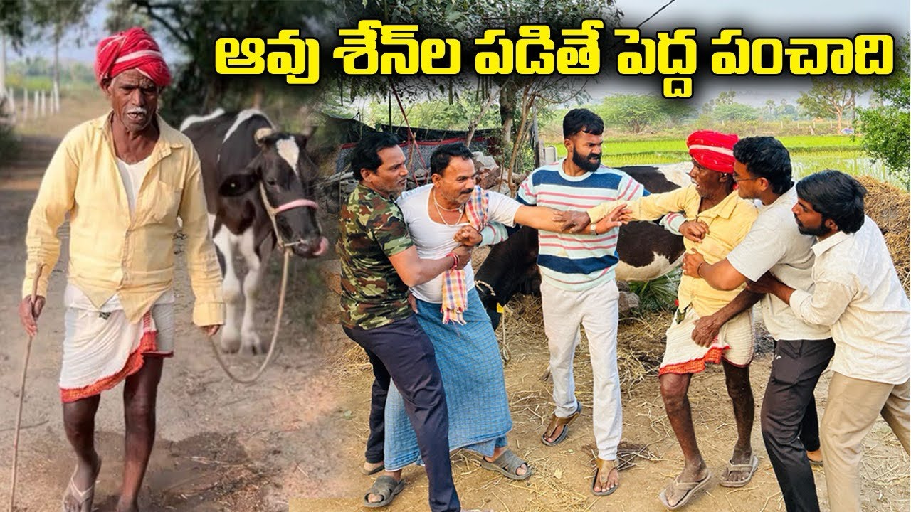 ఆవు శేన్ల పడితే పెద్ద పంచాది 😳