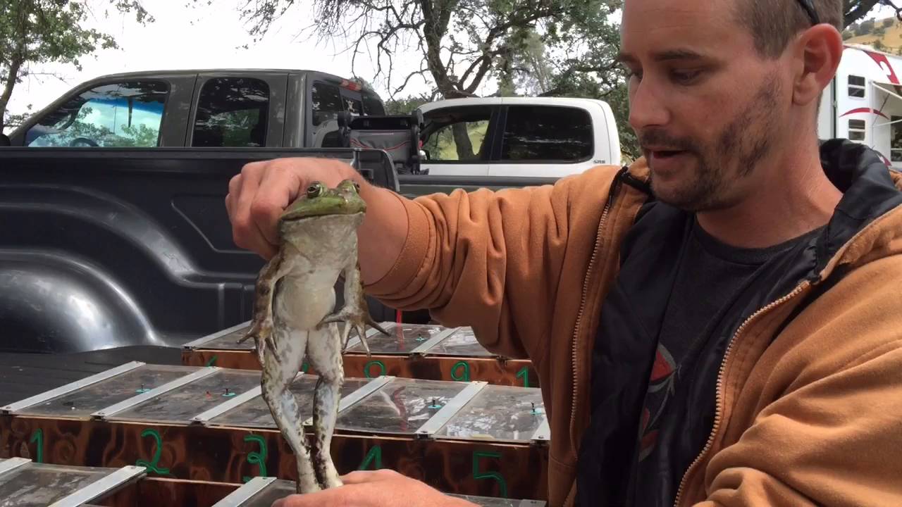 2016 Jumping Frog Jubilee