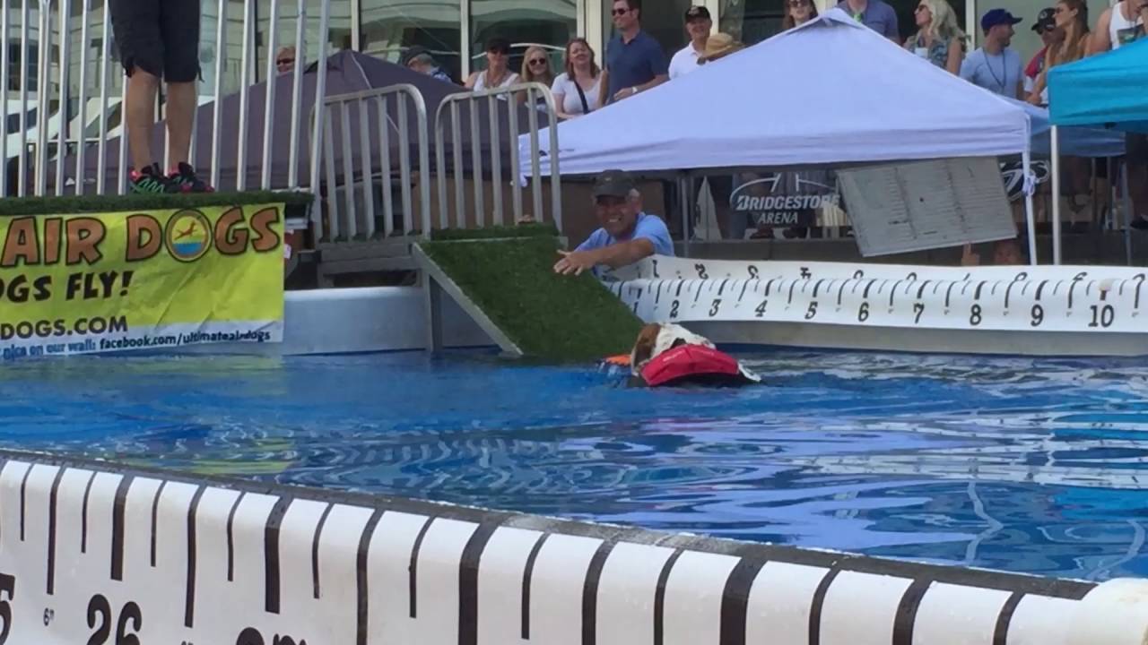 Watch these dogs in a pool jumping contest at CMA Fest