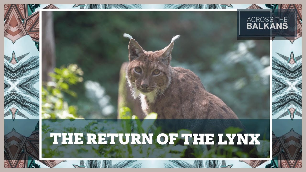How Slovenia is saving the Eurasian lynx