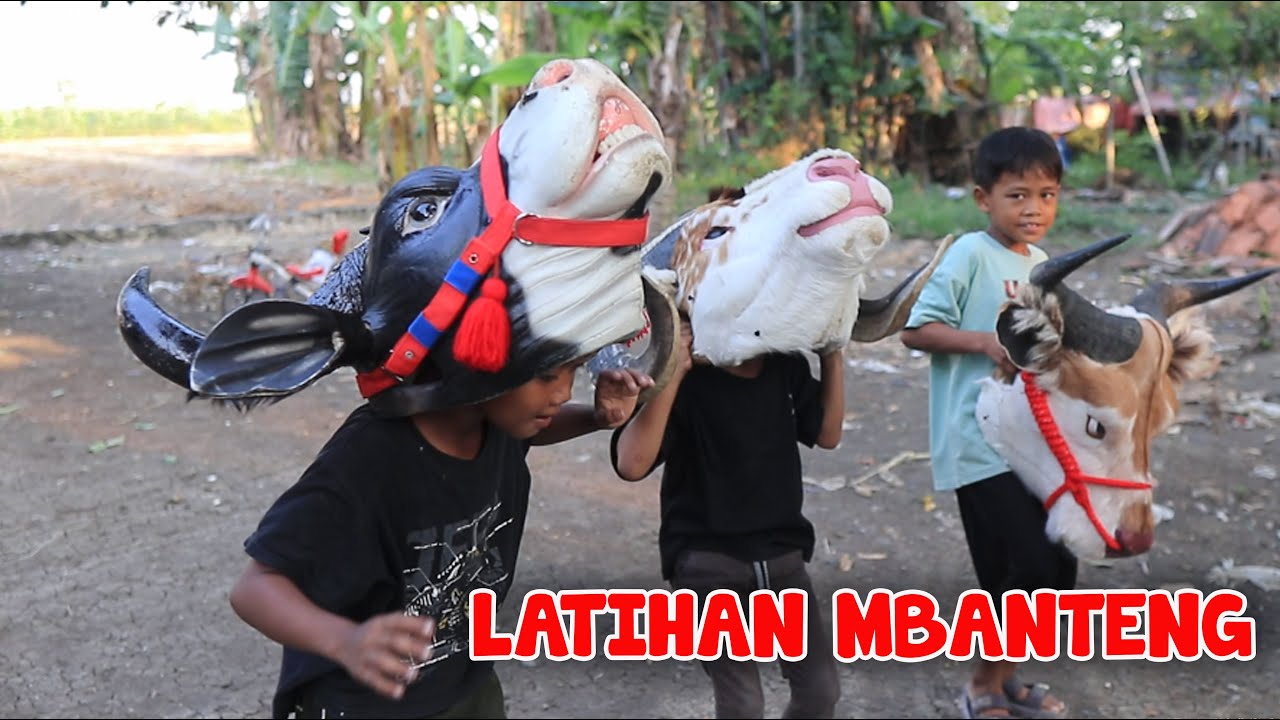 BOCIL REWEL MINTA SEMUA BANTENGAN SAPI DI KELUARKAN DARI KANDANG DI BUAT LATIHAN MBEROT SAMPAI KALAP