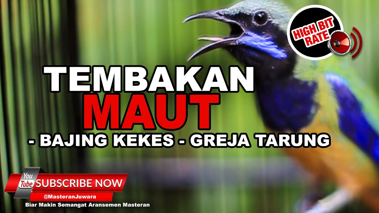 🔴Cucak Cungkok Gacor Full Isian Greja Tarung dan Bajing Kekes❗️Masteran Segala Burung