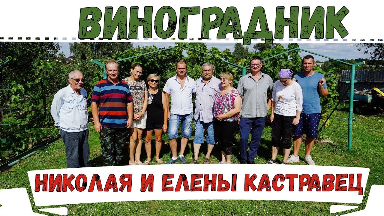Виноградари Беларуси. В гостях у  Кастравец Н.И. Брестская обл. , Каменецкий р-он, д. Ковалики.