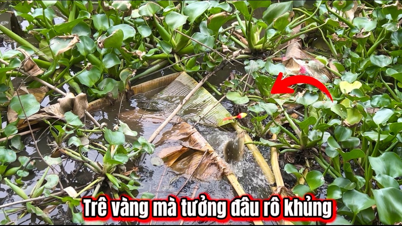 Con Trê Vàng Này Làm Hết Hồn Hà-Câu Cá Rô Đồng / lãng tử miền tây T 100