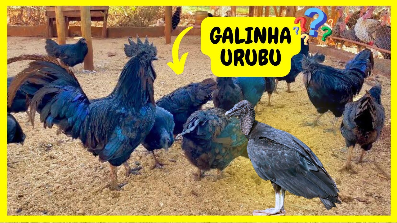 Criação de Aves Exóticas - Pavão - Faisão - Perdiz - Angola e Perus @quintadocoutorv  | Gutejando