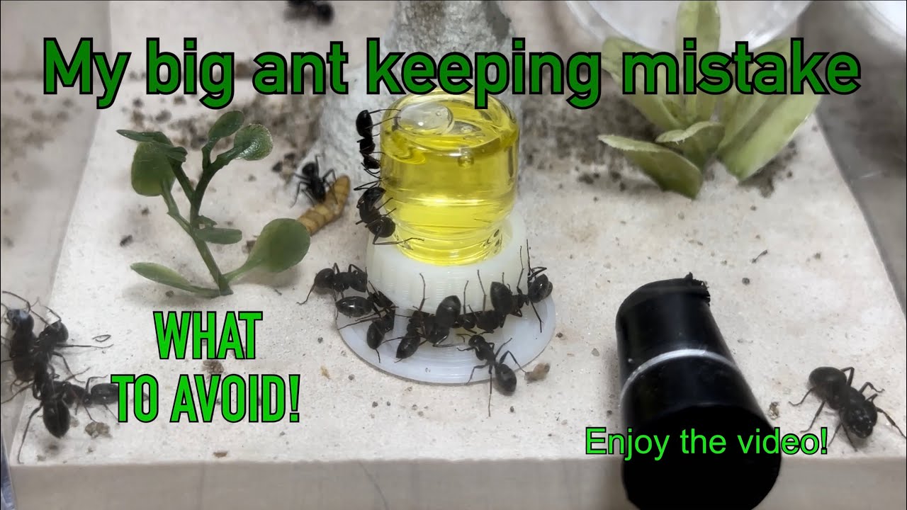 My biggest ant keeping mistake! Tips on caring for newly established ant colonies and what to expect