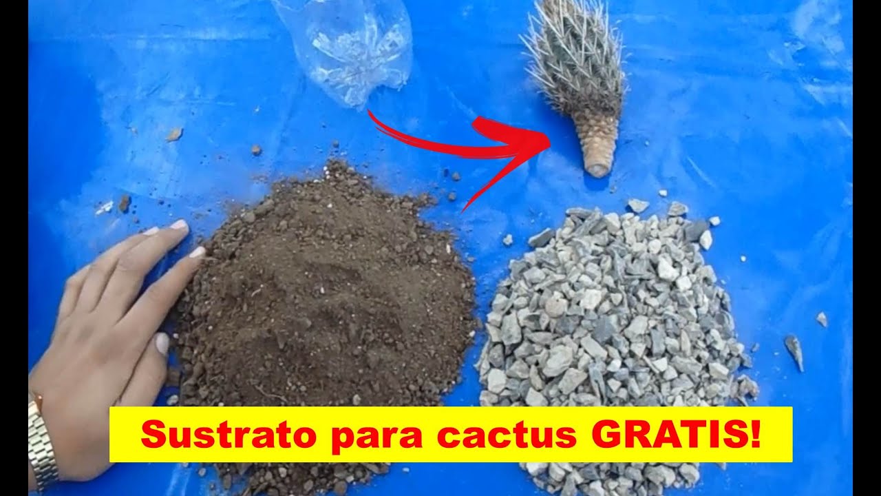 Sustrato para cactus y suculentas casero GRATIS