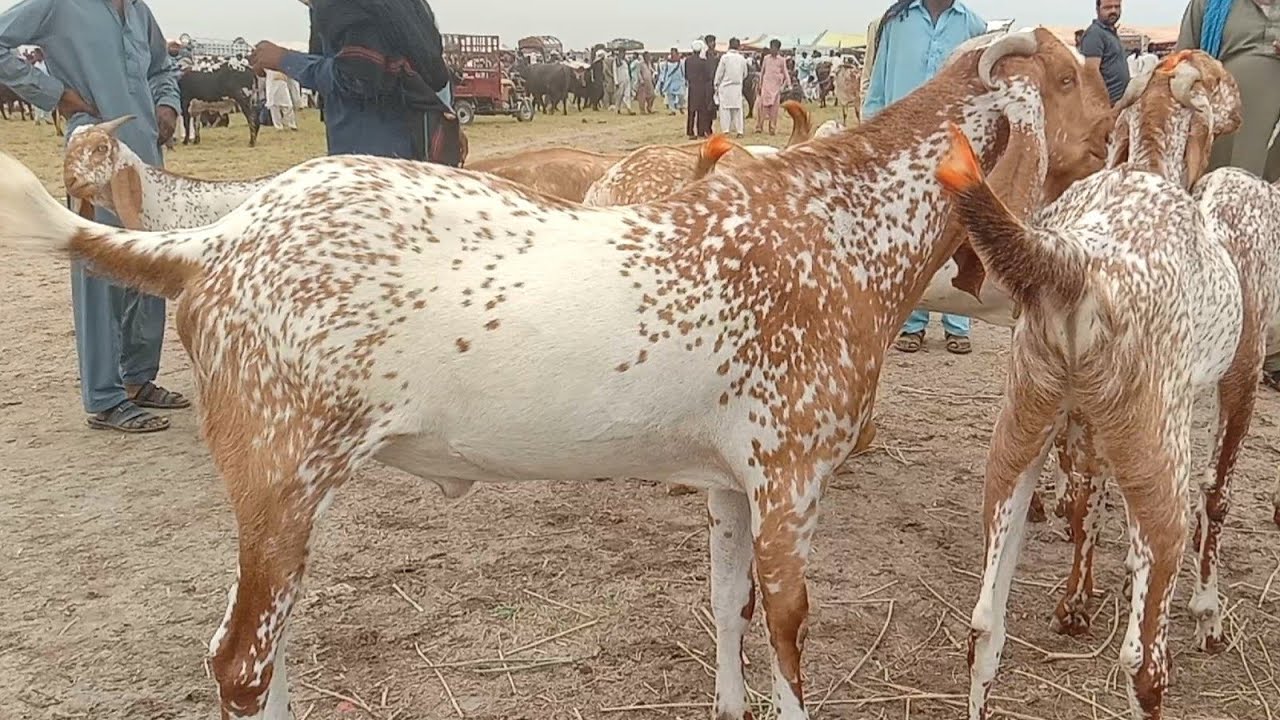 Luddan bakra Mandi latest update 2025 /لڈن منڈی پاکستان مکھی چینے بکرے 03086171529