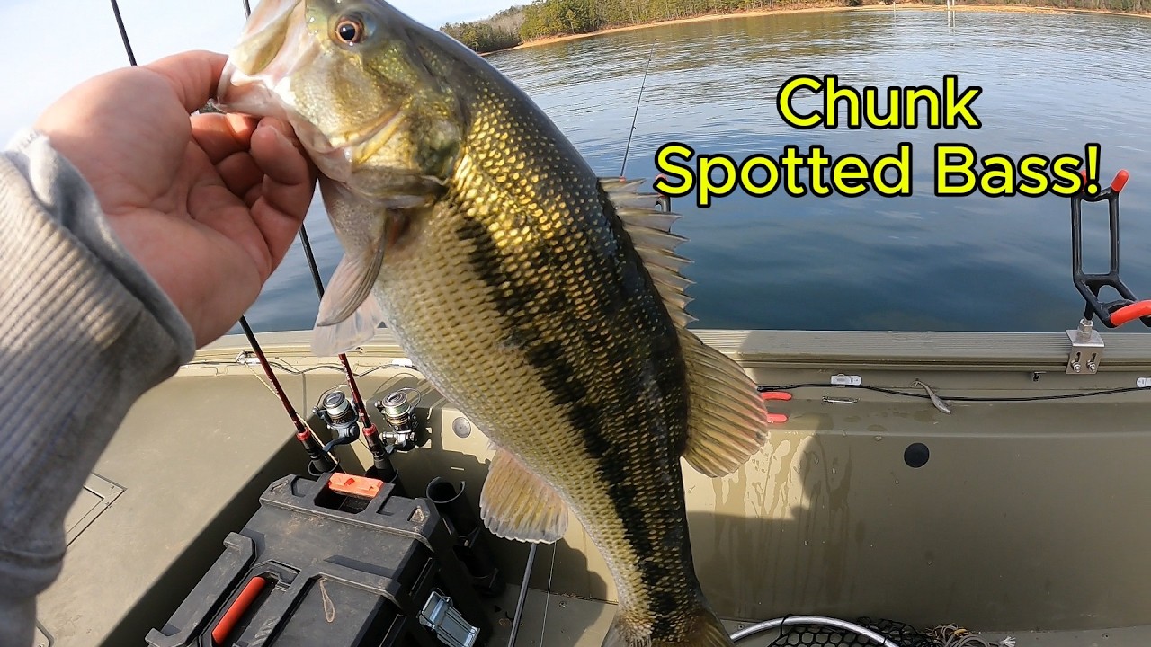 Chunky Spotted Bass RIPS Drag!! 