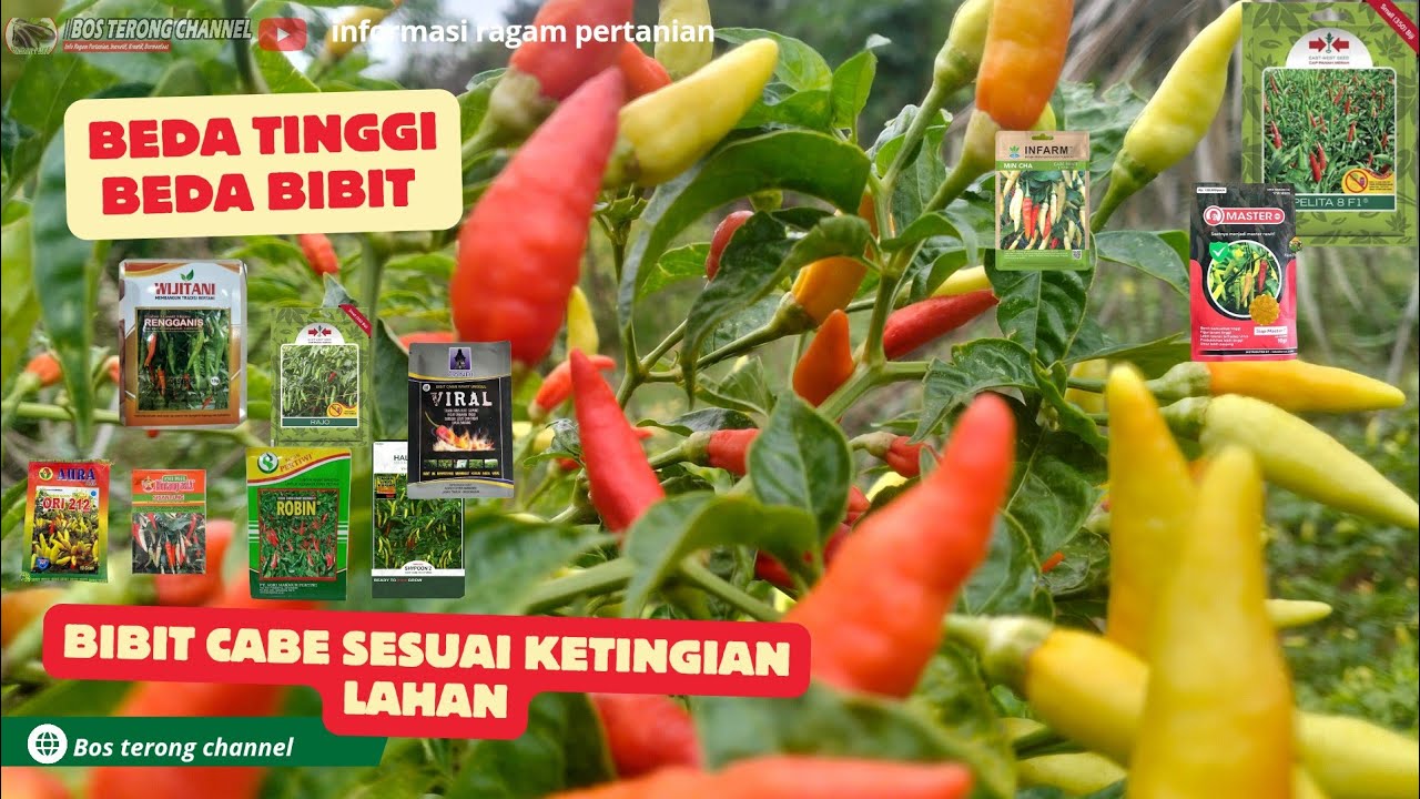 Bibit cabe rawit yang cocok untuk dataran tinggi
