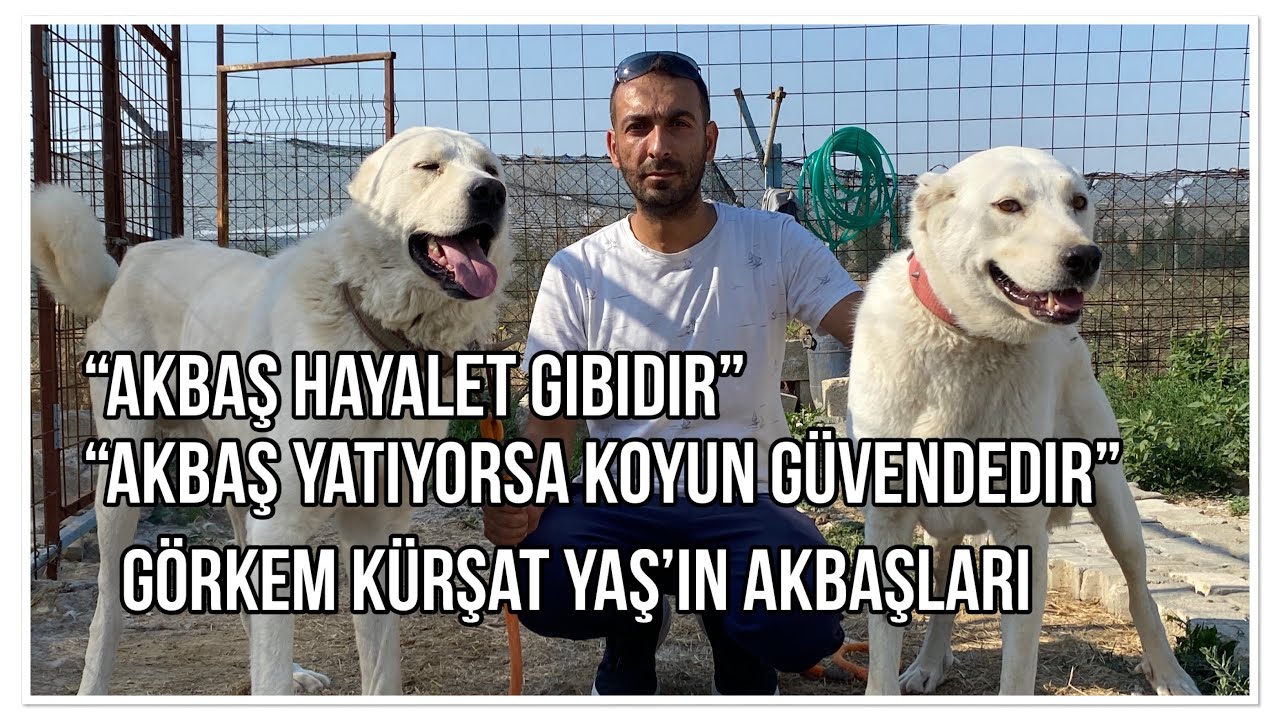 AKBAŞ K&Ouml;PEKLERİ BEK&Ccedil;İ K&Ouml;PEĞİMİDİR? KOYUN K&Ouml;PEĞİMİ?