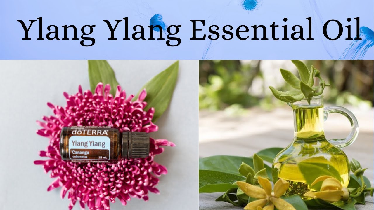 Ylang Ylang Essential Oil /Doterra (All you need to know)