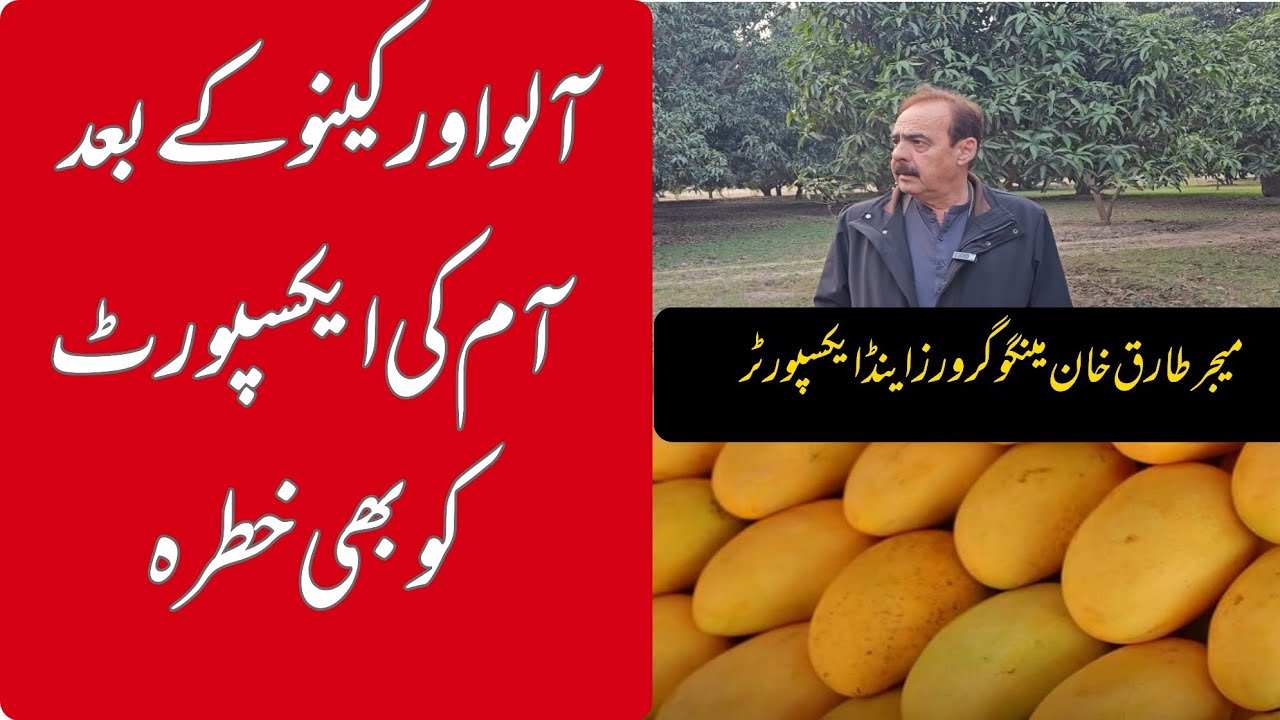 After kinnow and potato, Pakistan’s mango exports are now at risk.....
