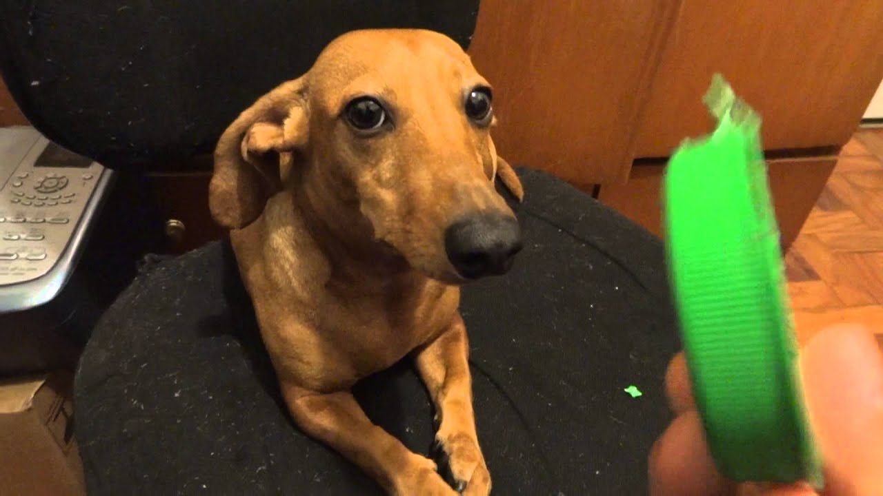 JUNIOR - Levando bronca porque mordeu a tampinha do mel - Junior o cachorro vegetariano.