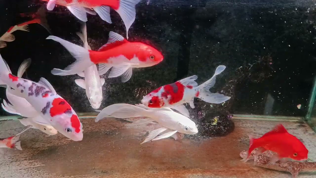 Unboxing Ikan Hias Warna Warni, Ikan Mas Koki, Ikan Oscar, Ikan Cupang, Ikan Lele, Ikan Glofish