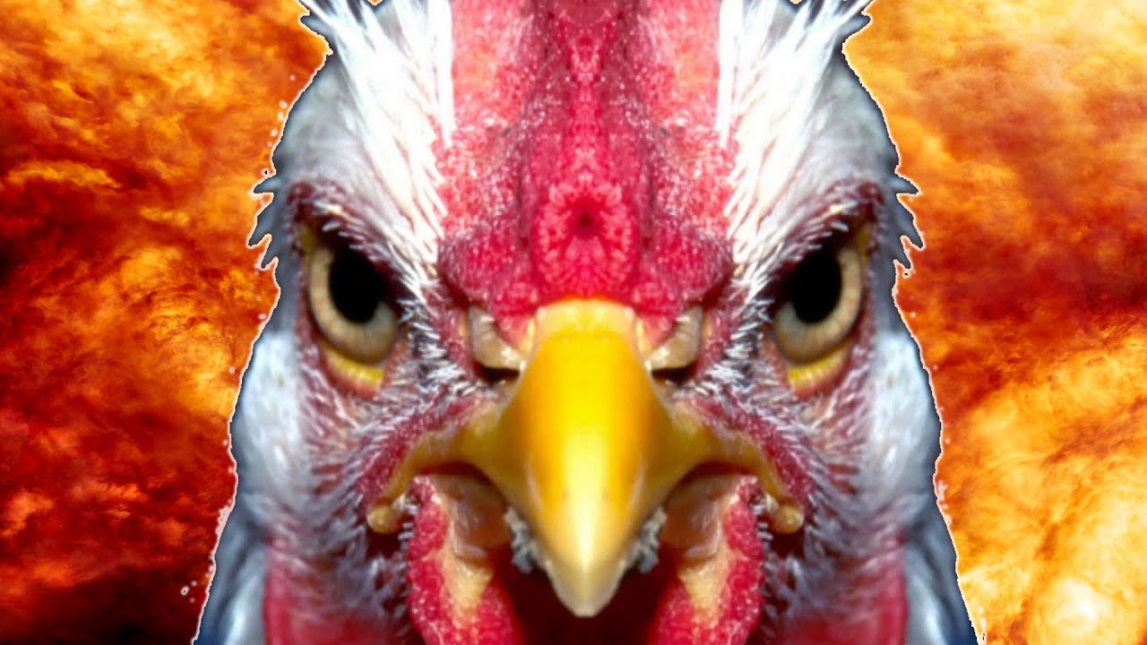 ANGRY CLUCKER | Chicku