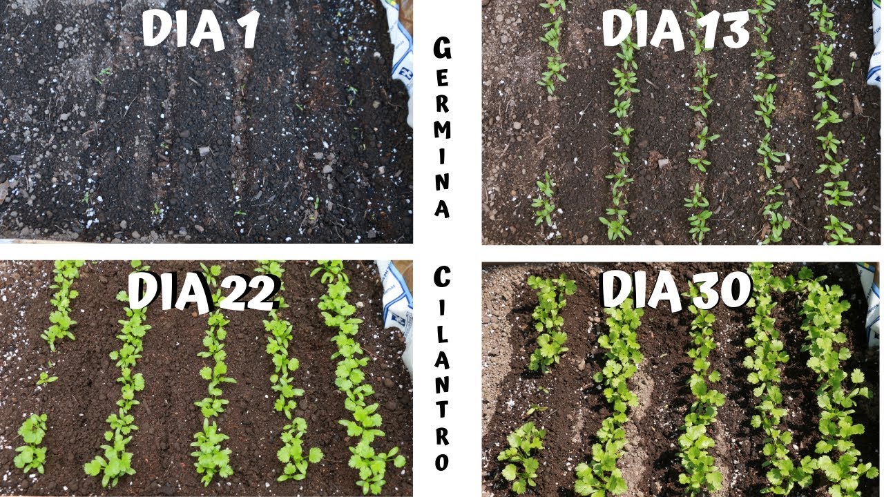 GERMINAR Y CULTIVAR CILANTRO EN CASA