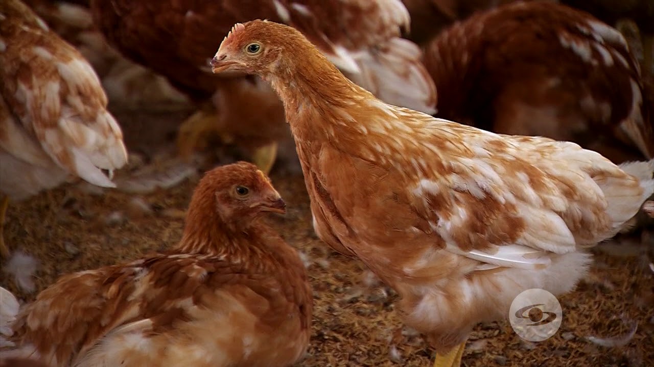 Minerales necesarios en la dieta de las gallinas | La Finca de Hoy