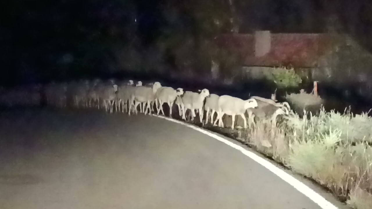 Ovejas de la raza Ojinegra de Teruel cruzando la carretera por la noche.