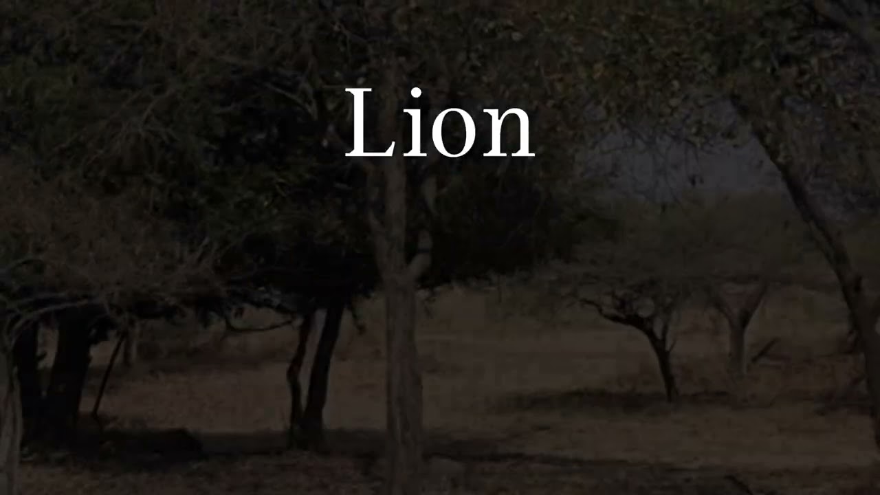 Devalia Safari Park -GIR Jungle - 2026 March