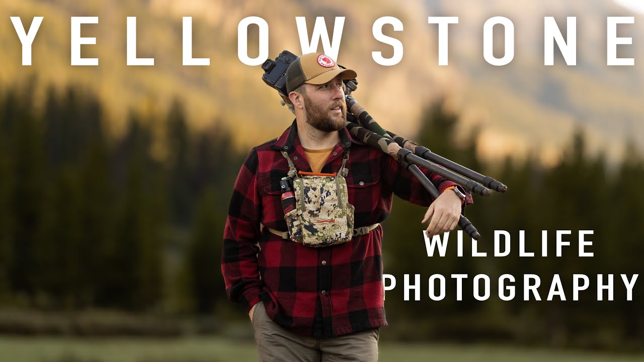 NATURE CAN BRUTAL... | YELLOWSTONE WILDLIFE PHOTOGRAPHY + OVERLANDING