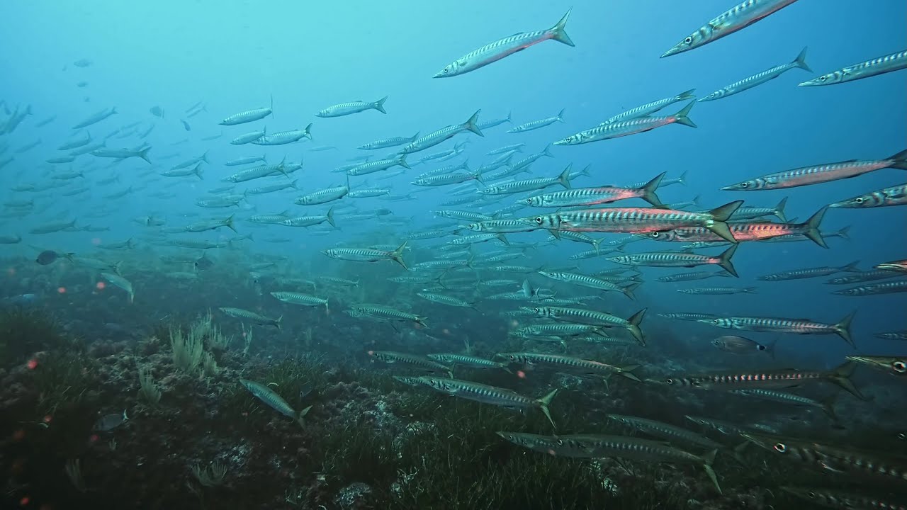 Les fourmigues de Giens avec Jean François le 29 11 2025_4k