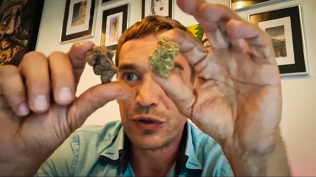 Cannabis Test - Chocolate Mint OG und Goldberry