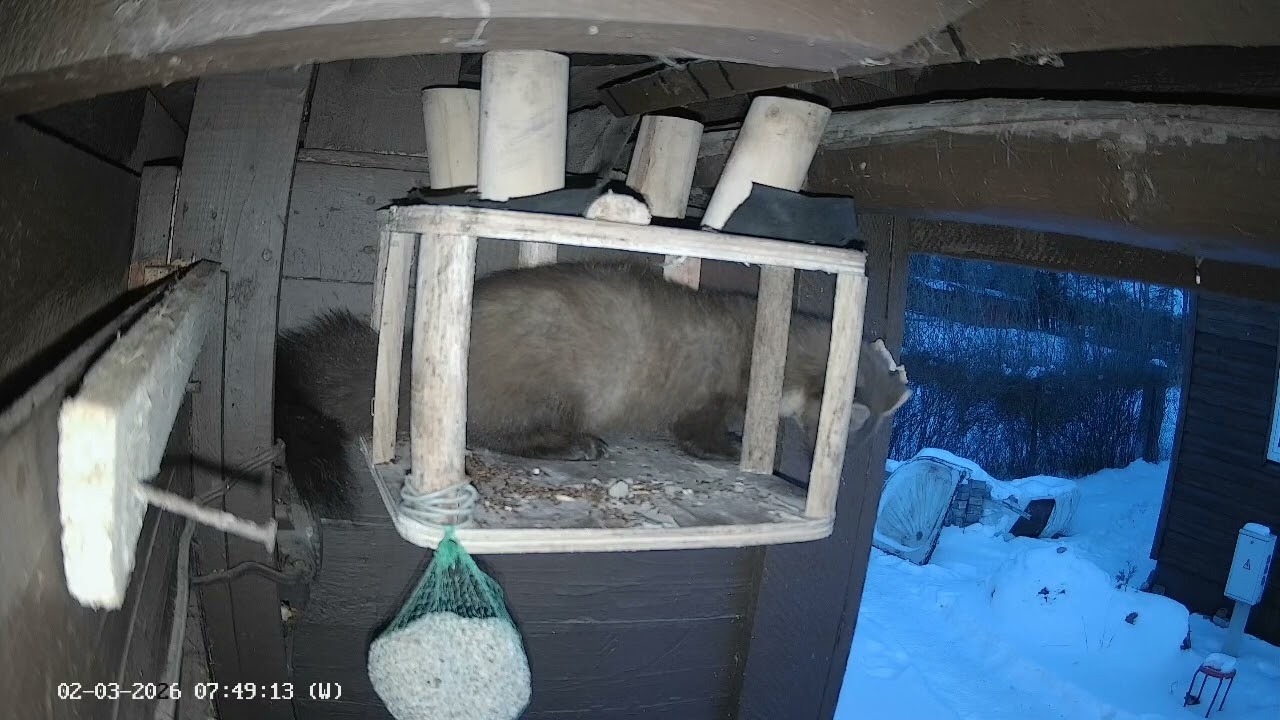 Marten Martan time is running out, need to hide everything, but where? February 2026 Live Shorts 010