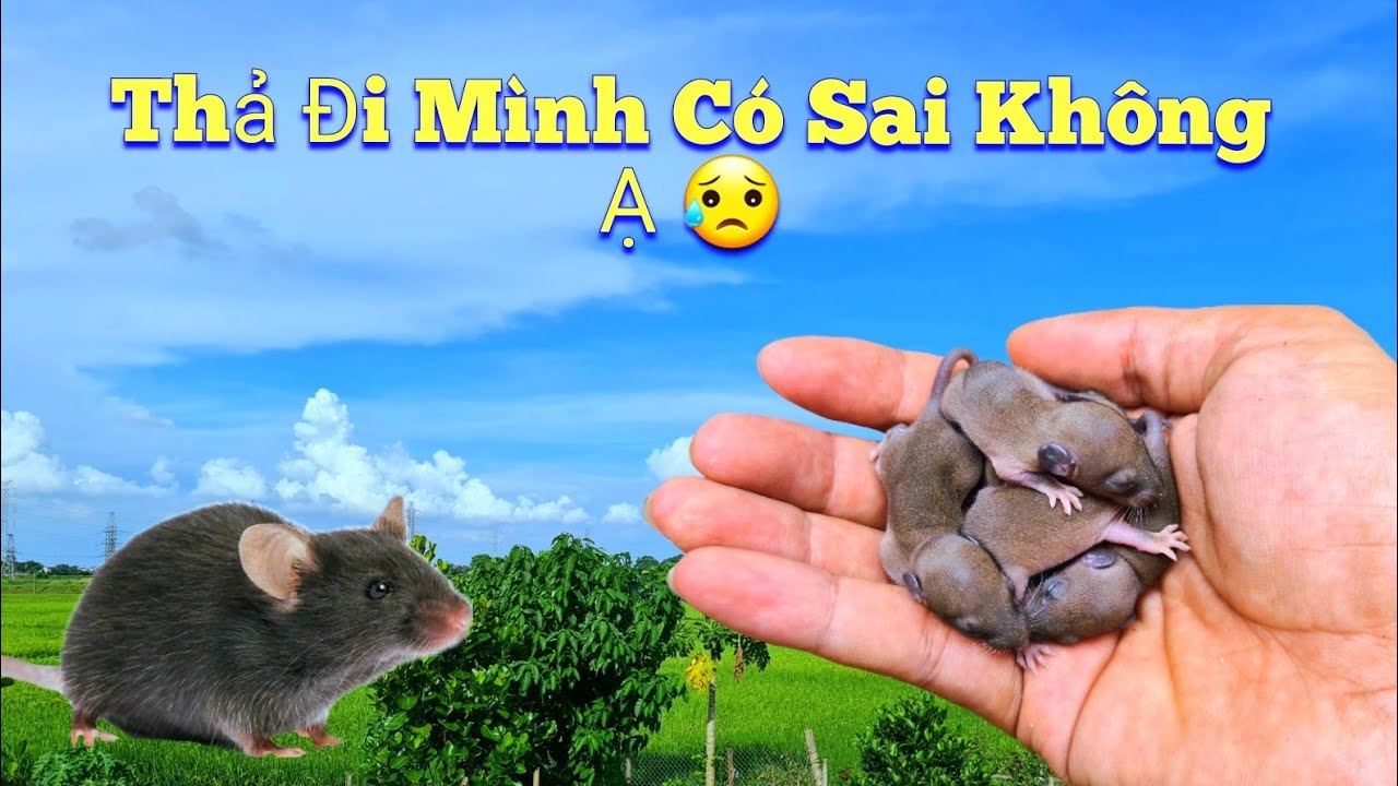 Tha Mạng Và Thả Đàn Chuột Nhà Kẻ Thù Lớn Của Mình Về Với Tự Nhiên / Quế Nghịch