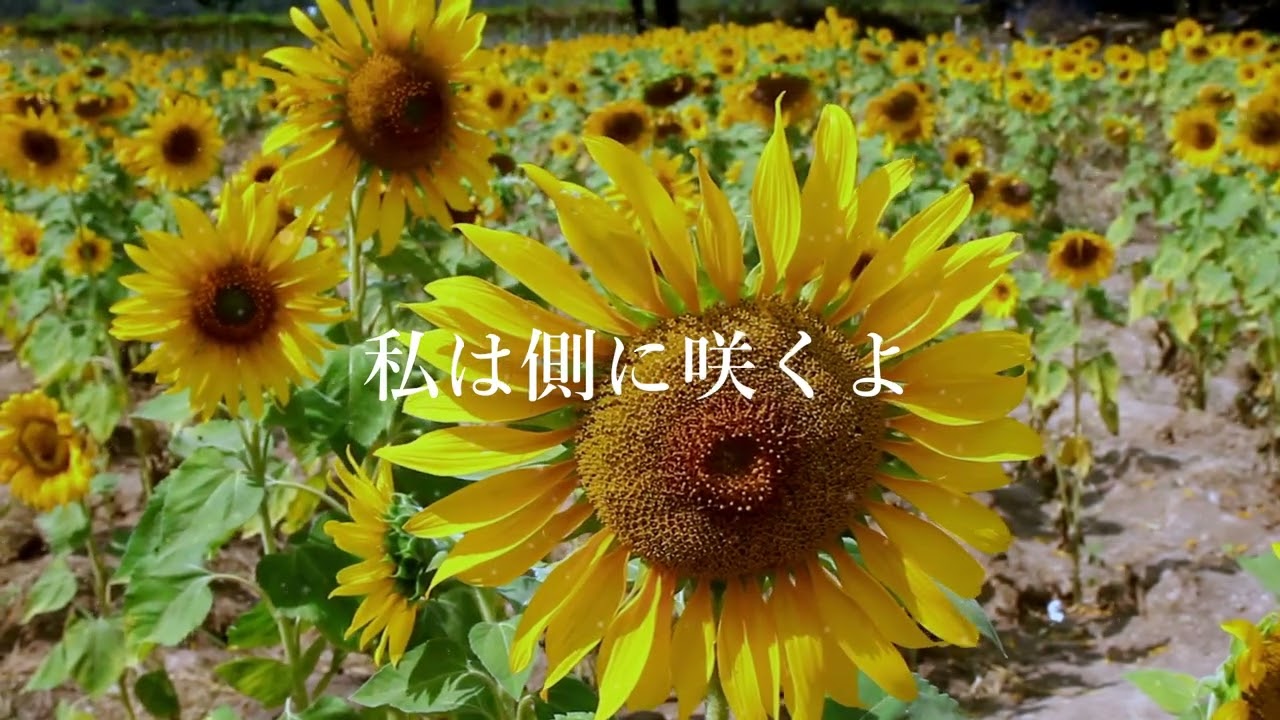 冬の向日葵　作詞k-mb5wl  他AI