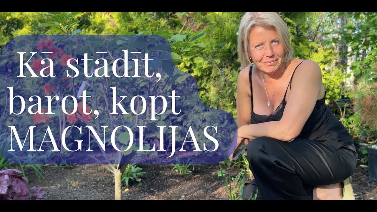 Kā stādīt magnoliju? Kāpēc nezied magnolija? 2. daļa