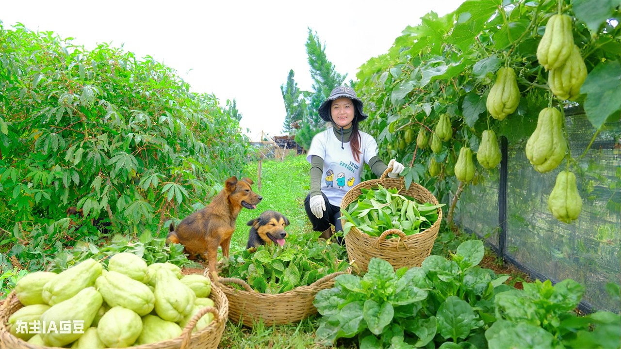 Harvesting a lot of vegetables and fruits for Lunar New Year 2026 | Phượng's Country Life