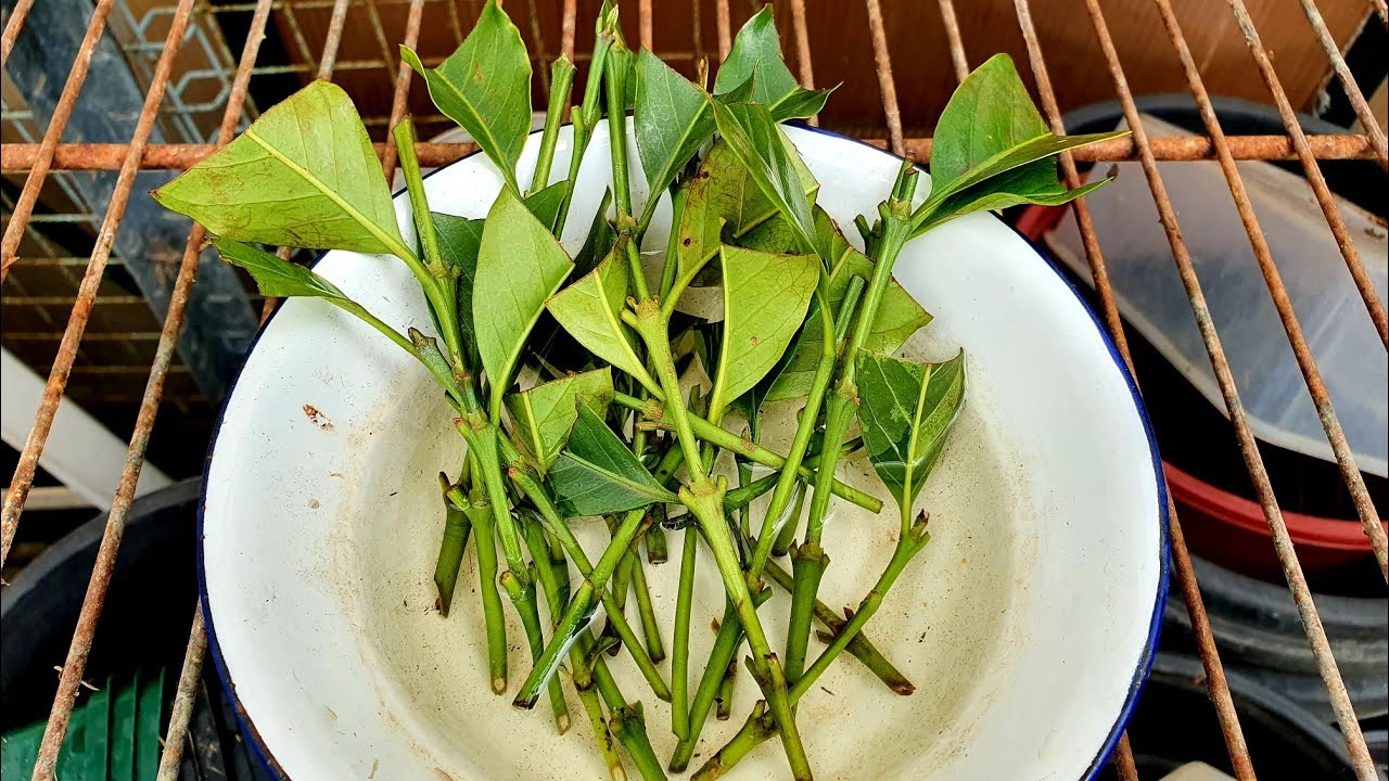 Propagating Coffee Cuttings - Red Guava Has New Growth