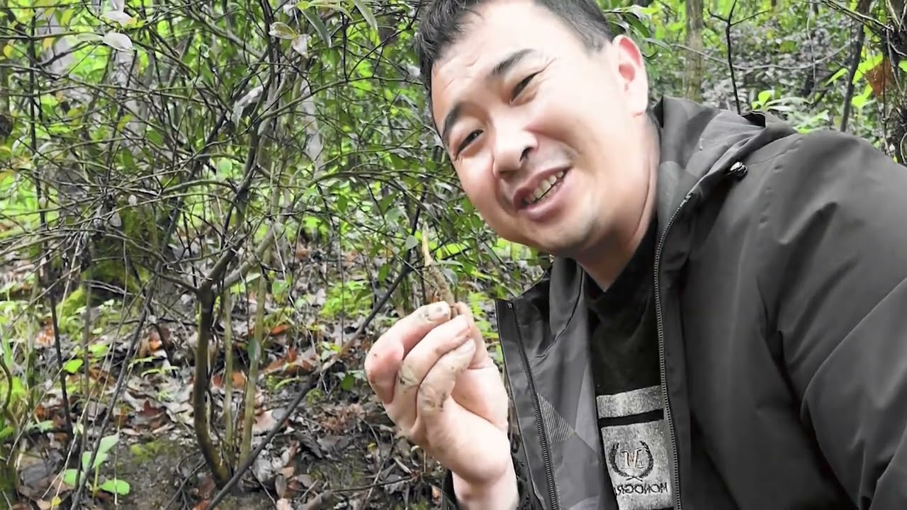 玉平带着小梅进山寻找冬虫夏草，小梅直呼玉平眼力好！ #山货 #采药 #采药人 #野生药材