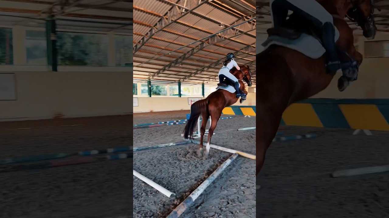 Hipismo #hipismo #showjumping #saltoshipicos #equestrian #equestriangirl