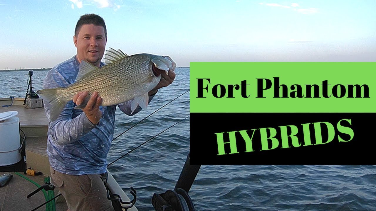 Fort Phantom Summer Hybrids with 