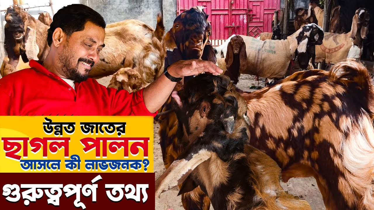 বানিজ্যিক ভাবে উন্নত জাতের ছাগল পালন  - বছরে লাভ ৫ লক্ষ টাকা | ছাগল পালন পদ্ধতি | Goat Farming