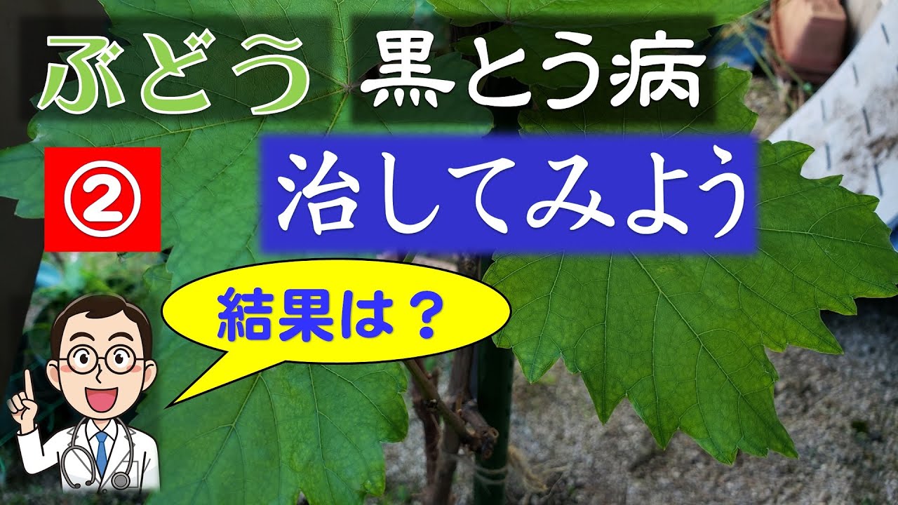 果樹栽培：家庭でブドウ栽培・・・ブドウの黒とう病 の治療②