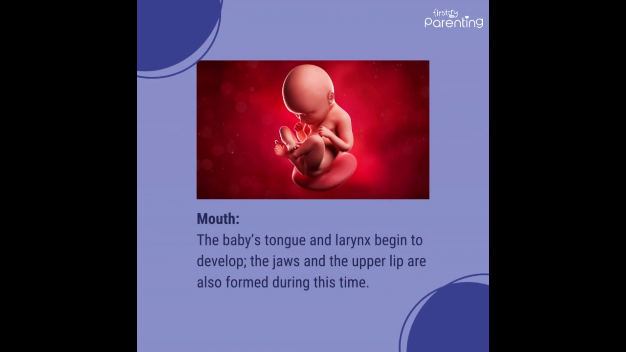 3rd Month of Pregnancy Baby Development | 3 Month Pregnancy Baby Movement & Size