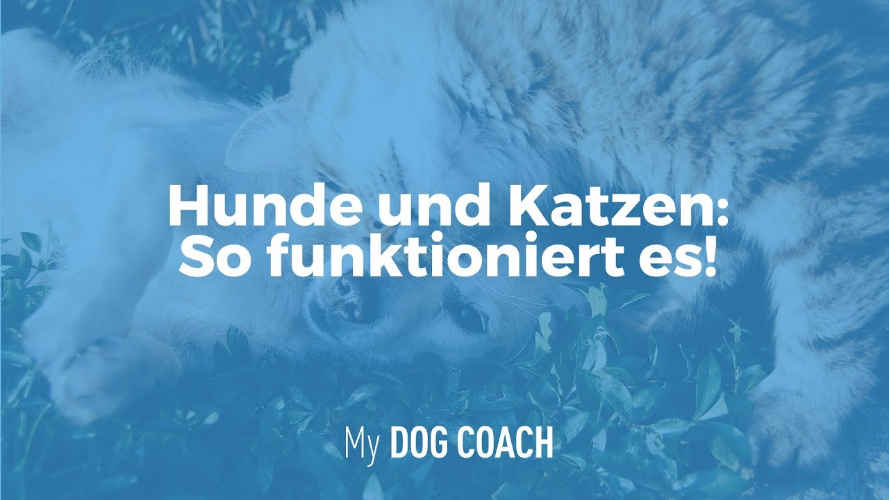 Hunde und Katzen - so gibt es keine Probleme! | My DogCoach