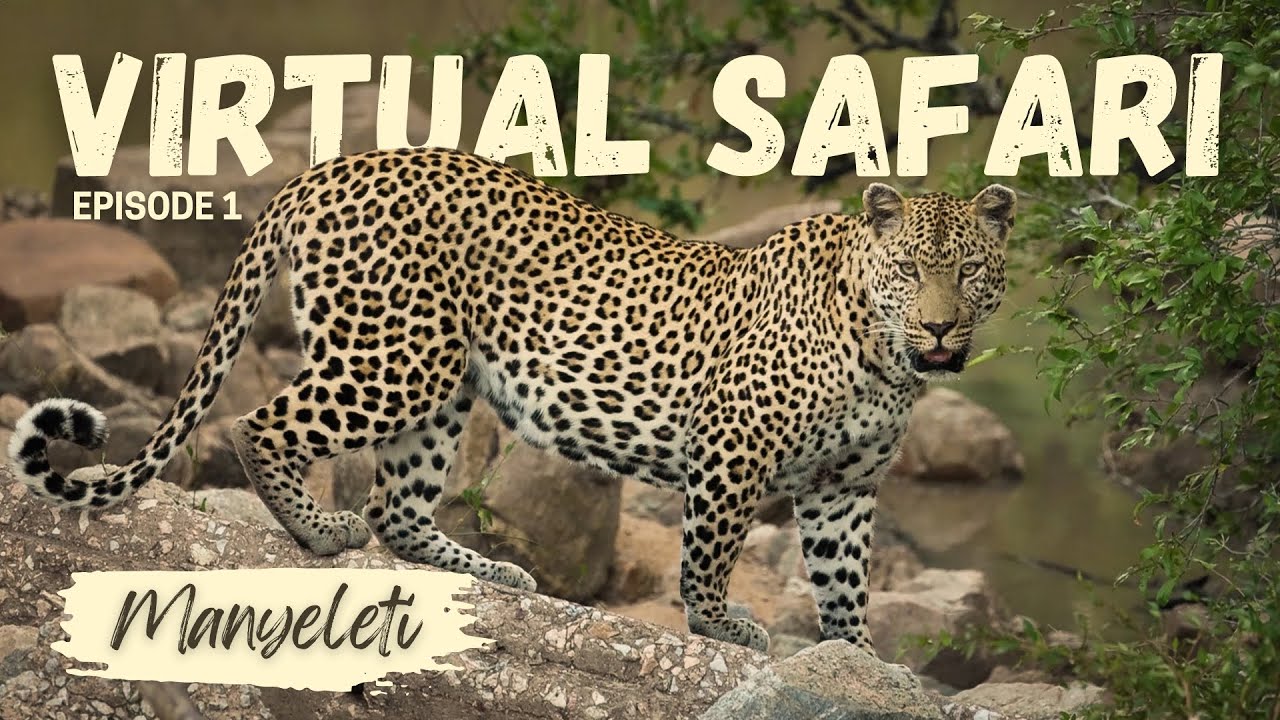The Safari Expert Virtual Safaris | Episode 1 - A leopard in Manyeleti!