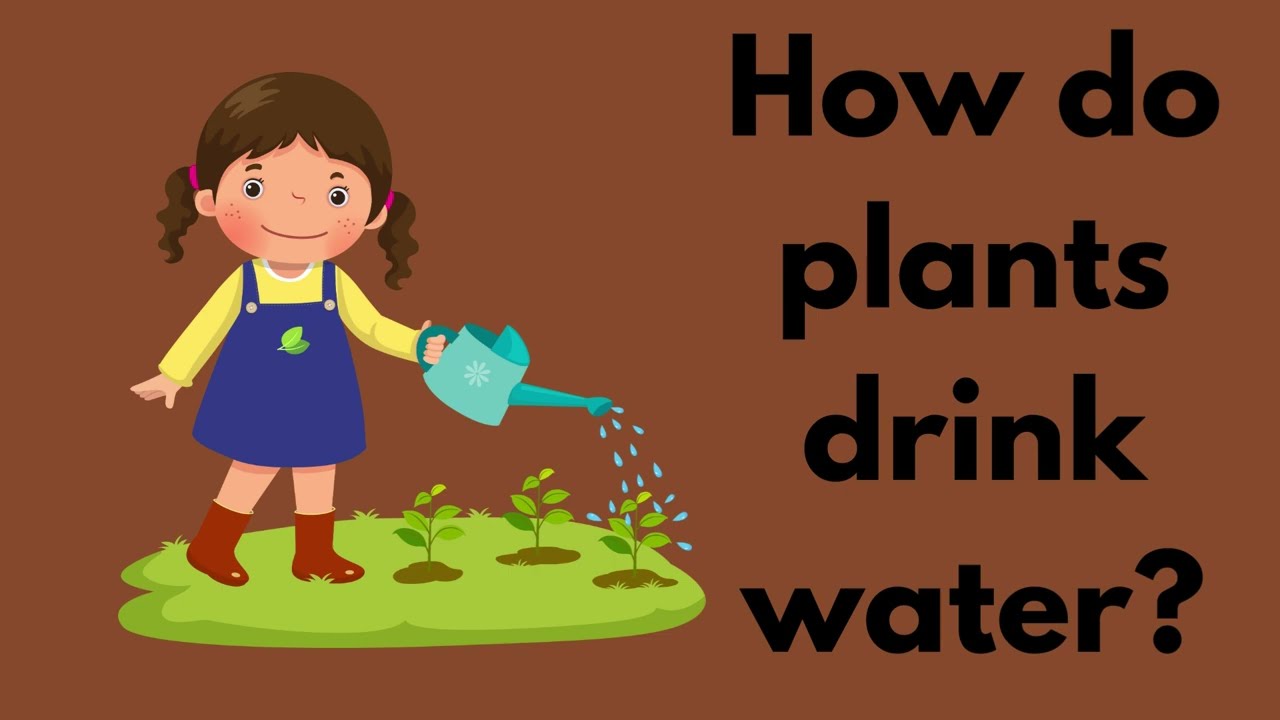 How Do Plants Drink Water? | Explainer Video