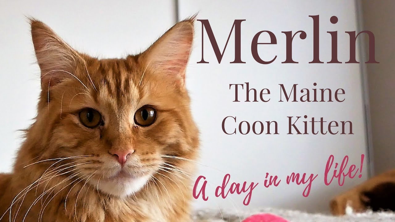 Merlin the Maine Coon Kitten (11 Months) - A day in MY LIFE!