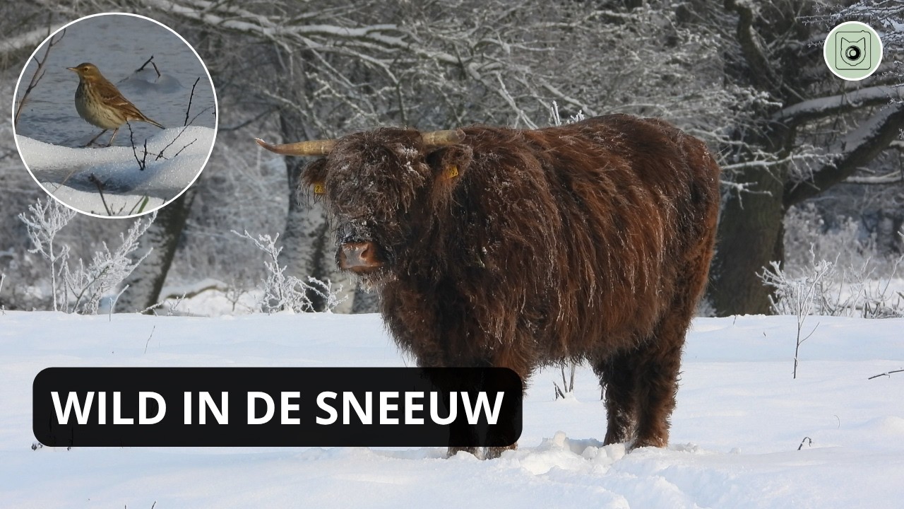 Sneeuw in het bos | Vogels, Schotse Hooglanders, Konik & Vos winter wonderland