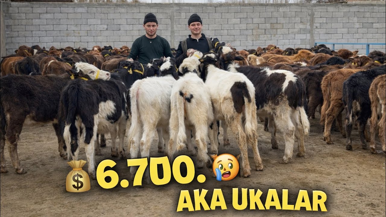 👁️FAQAT ARZON VA QULAY NARHLARDA BUQACHALAR VA HUNAJINLAR KELDI AKA UKALARDAN 2026_01_17_febral.
