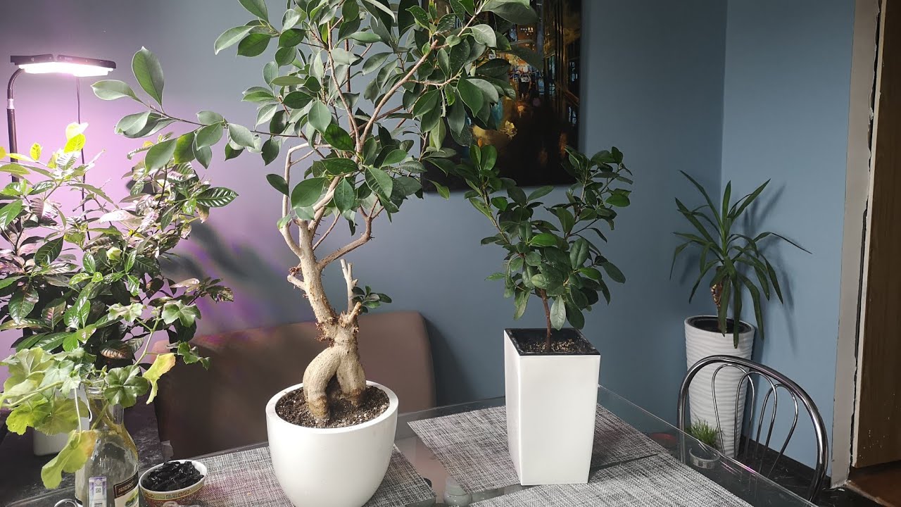 Фикусы Генсенг микрокарпа и Моклейм (Мокламе)