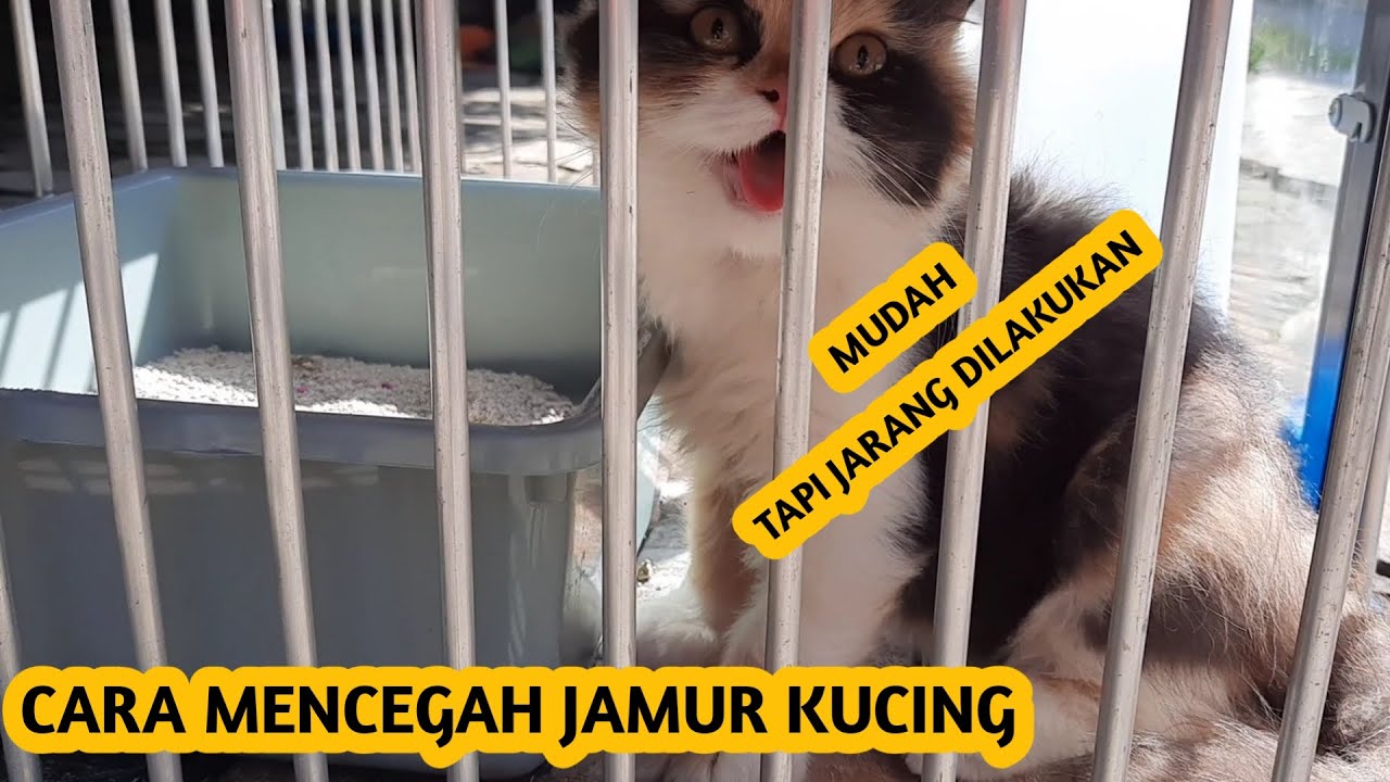 5 Tips Cara Mudah Mencegah Jamuran Pada Kucing