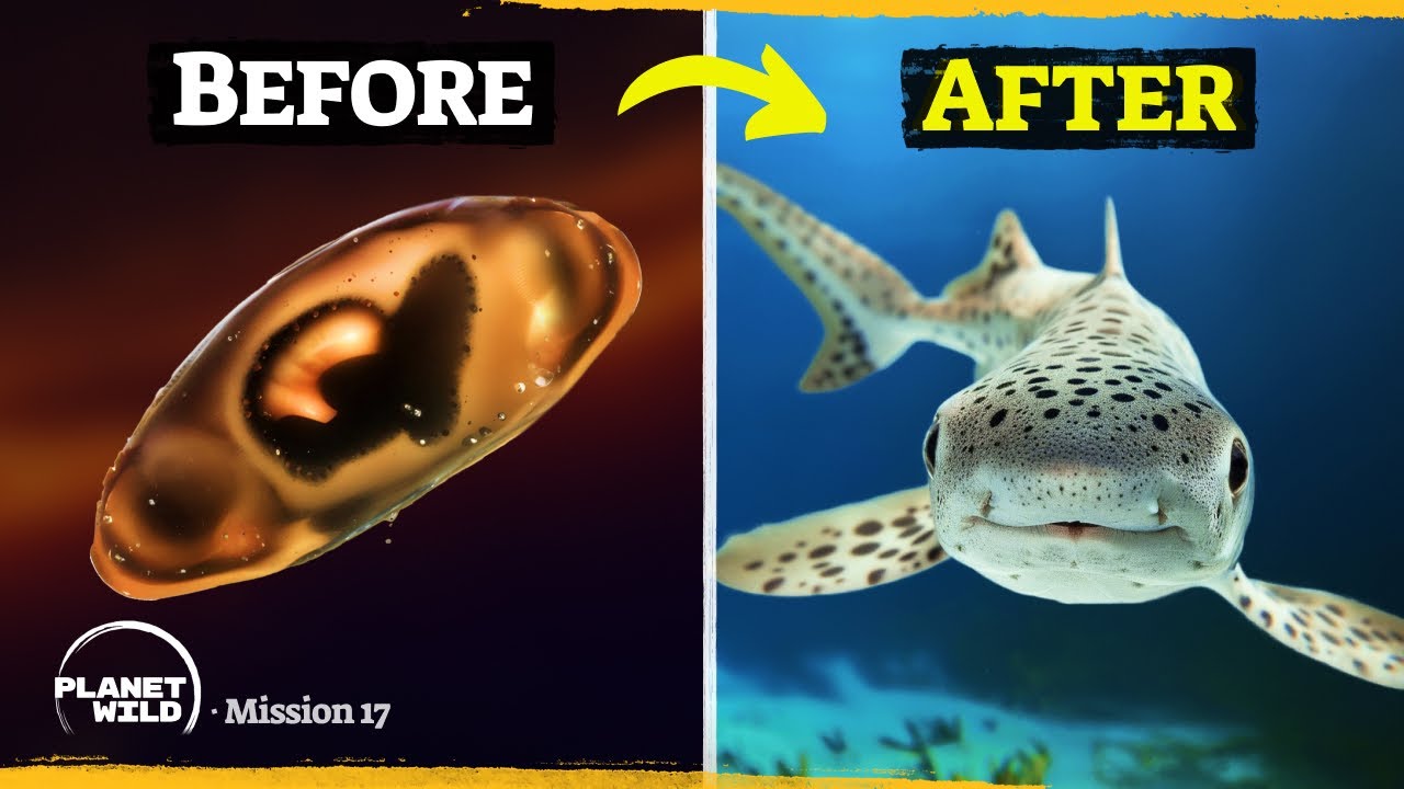 We're raising baby sharks (from the dead!)