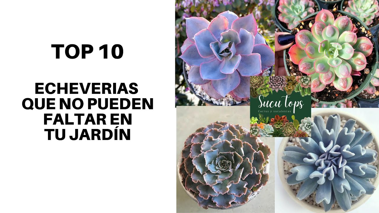 TOP 10 ECHEVERIAS QUE NO PUEDEN FALTAR EN TU JARDÍN, PARTE 1